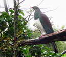Kereru - lesn holub