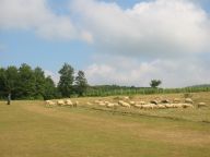 Ovce se pasou na hřišti