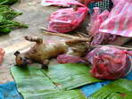 Trit v Luang Prabang - smen ps zbo